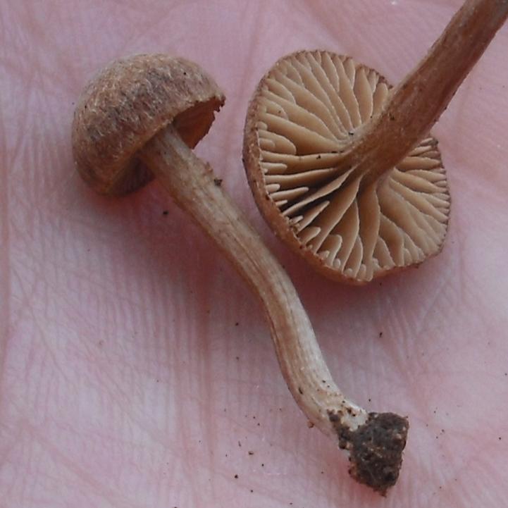 Tubaria... furfuracea l.s.?