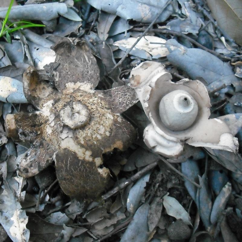 Geastrum triplex