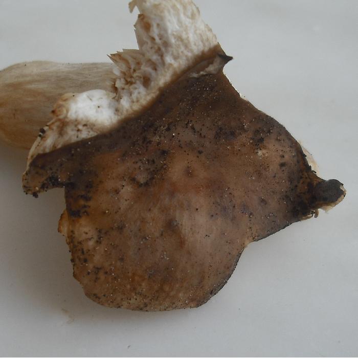 Indovina la russula