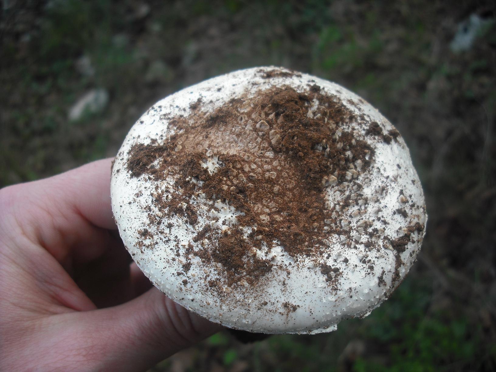 Amanita sp.