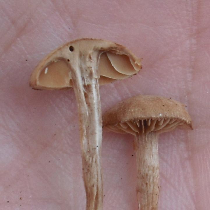 Tubaria... furfuracea l.s.?