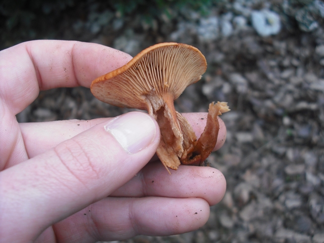 Sunset in leaves. Lactarius atlanticus