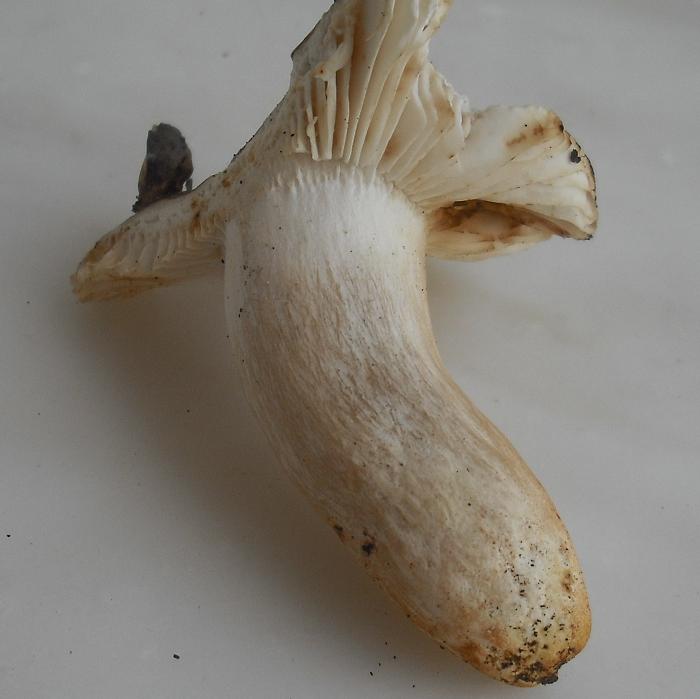 Indovina la russula