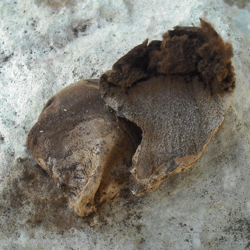 Lycoperdacea