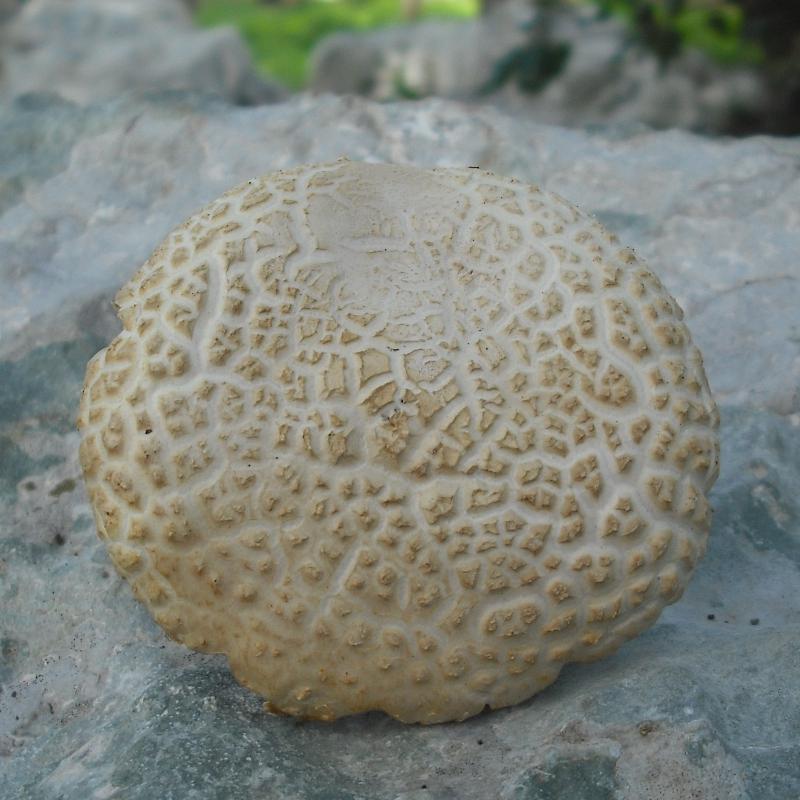 Agrocybe sp. (dura?)