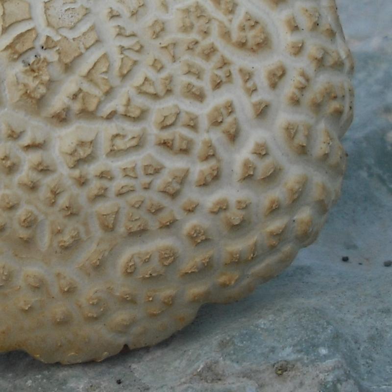 Agrocybe sp. (dura?)