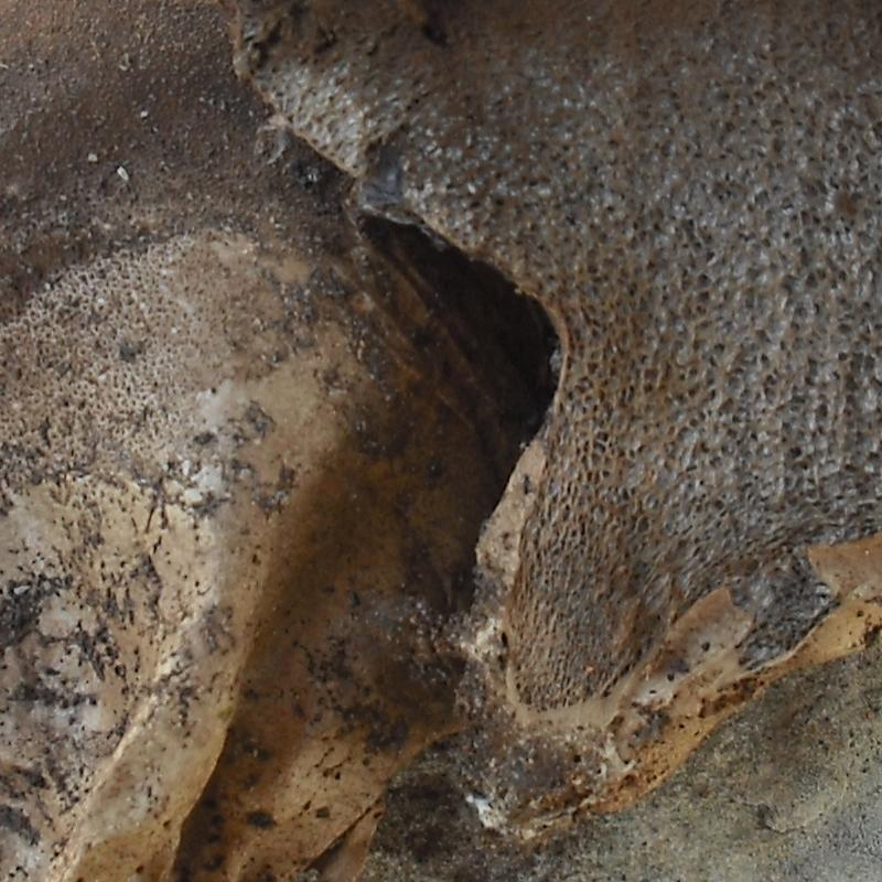 Lycoperdacea