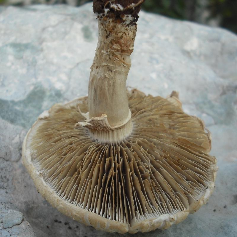 Agrocybe sp. (dura?)