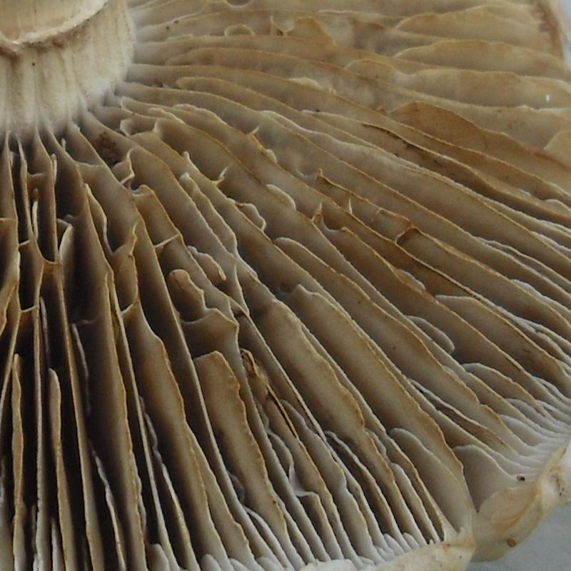 Agrocybe sp. (dura?)
