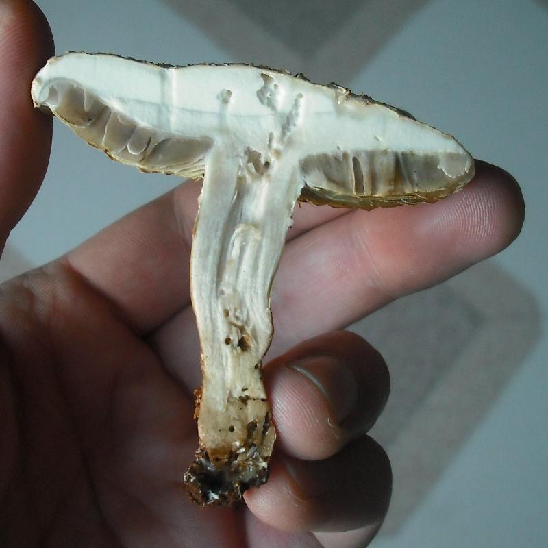 Agrocybe sp. (dura?)