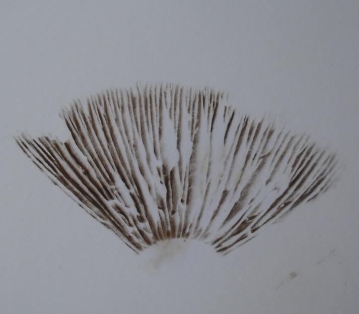 Agrocybe sp. (dura?)