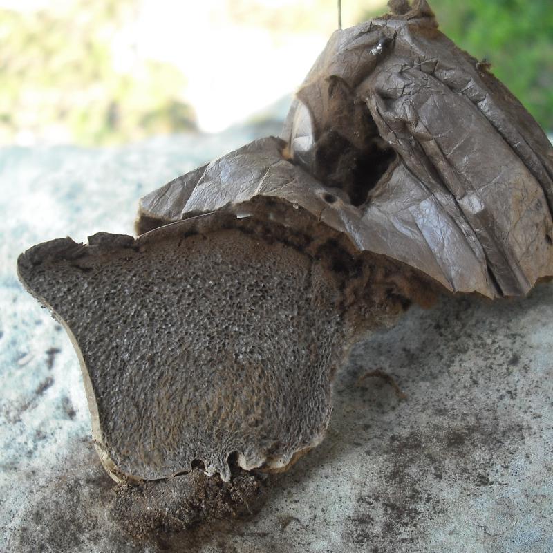 Lycoperdacea