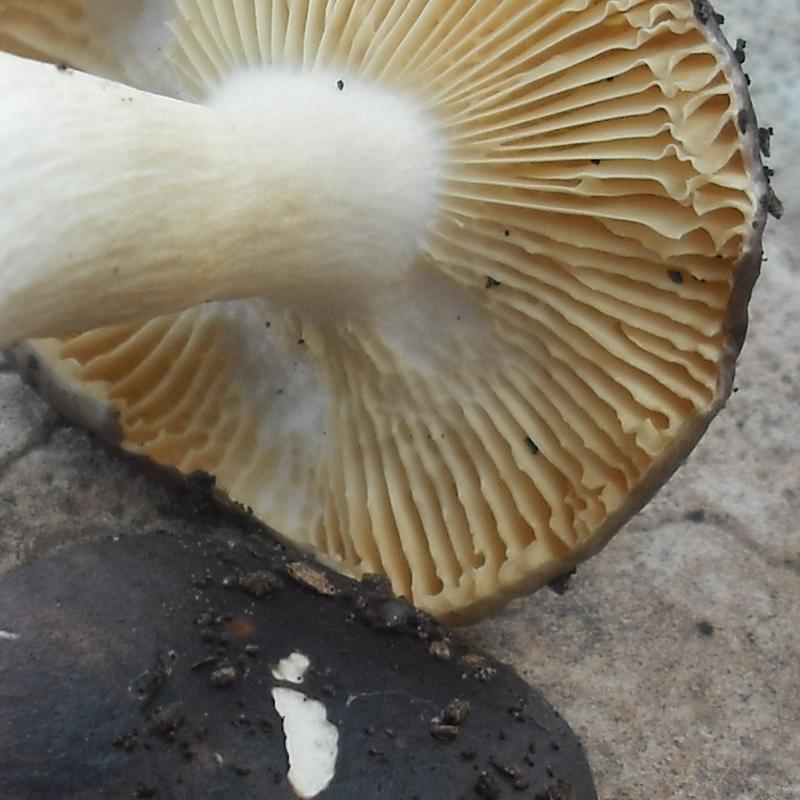 Piccola Russula