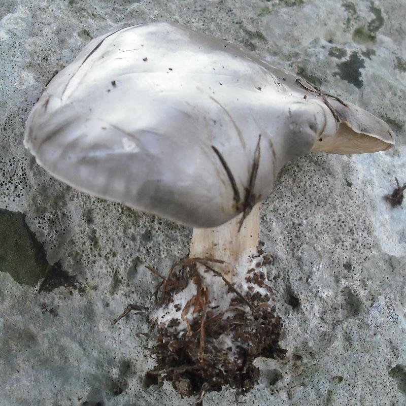 Altra Melanoleuca (cfr. Melanoleuca subpulverulenta)