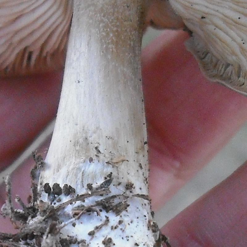 Altra Melanoleuca (cfr. Melanoleuca subpulverulenta)