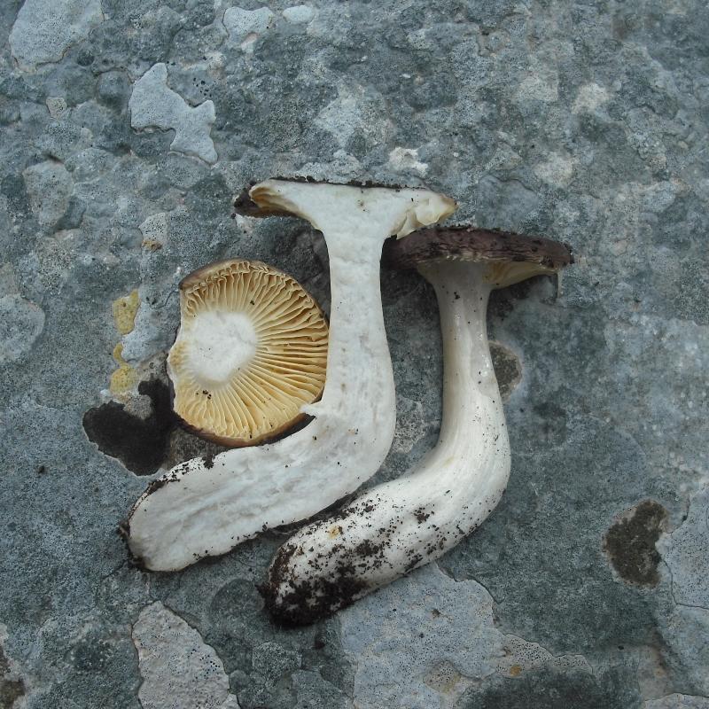 Piccola Russula