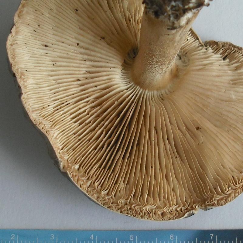 Altra Melanoleuca (cfr. Melanoleuca subpulverulenta)