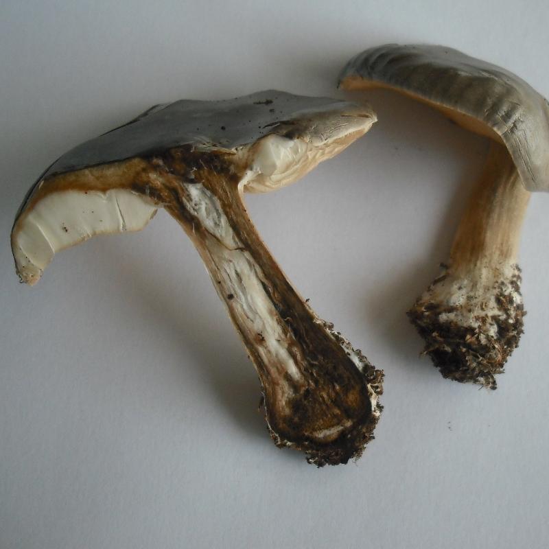 Altra Melanoleuca (cfr. Melanoleuca subpulverulenta)