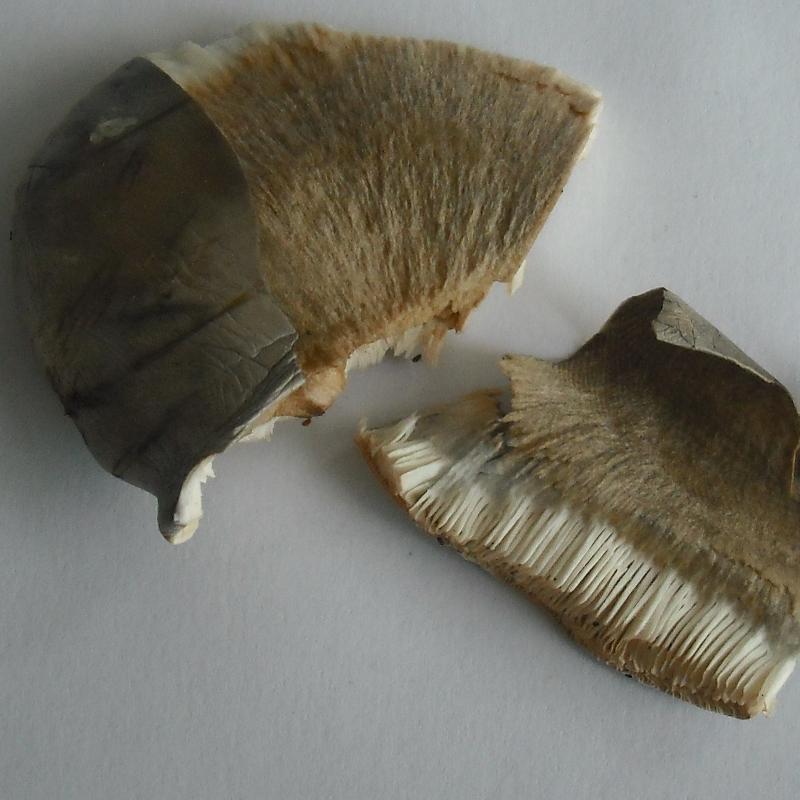 Altra Melanoleuca (cfr. Melanoleuca subpulverulenta)