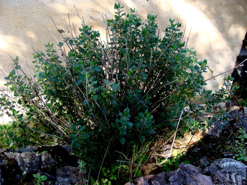 Teucrium flavum