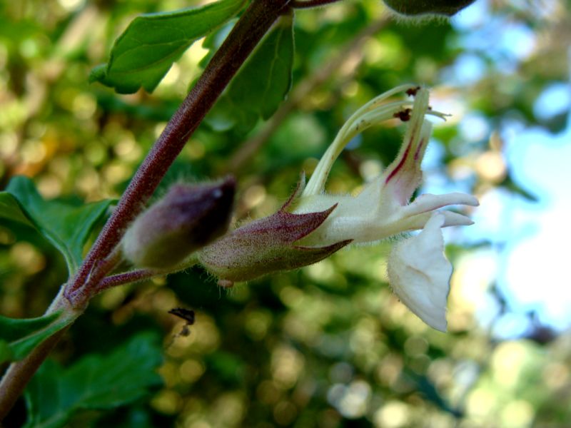 Teucrium flavum
