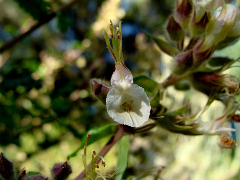 Teucrium flavum