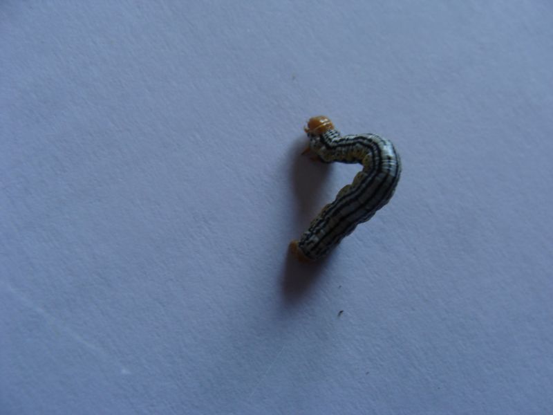 defogliatori - Abraxas (Calospilos) pantaria   (Geometridae)