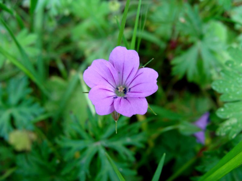 Geranium columbinum