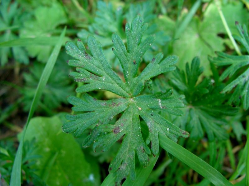 Geranium columbinum
