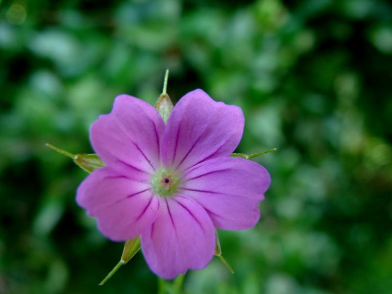 Geranium columbinum
