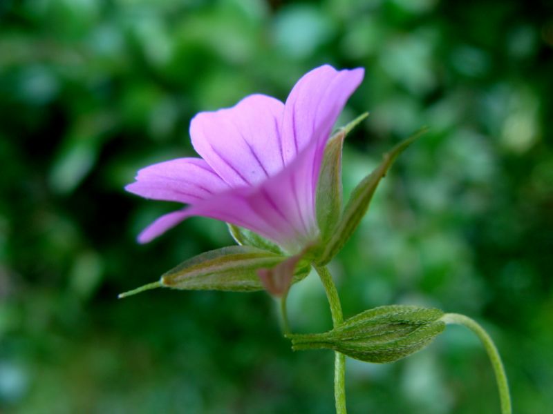 Geranium columbinum