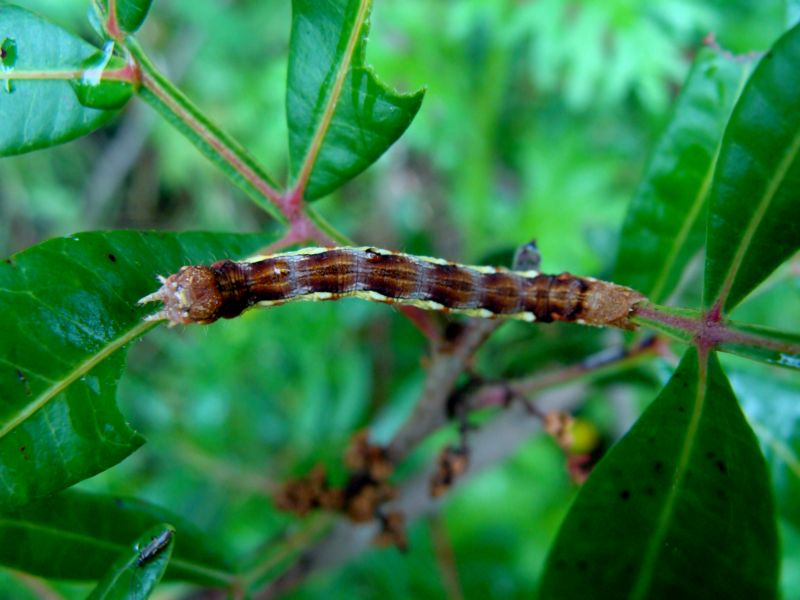 bruco..... - Erannis defoliaria