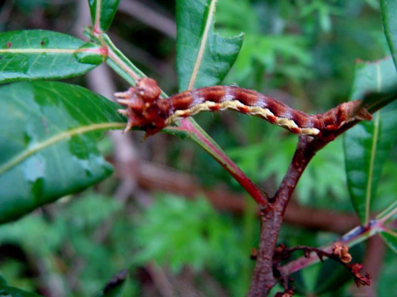 bruco..... - Erannis defoliaria