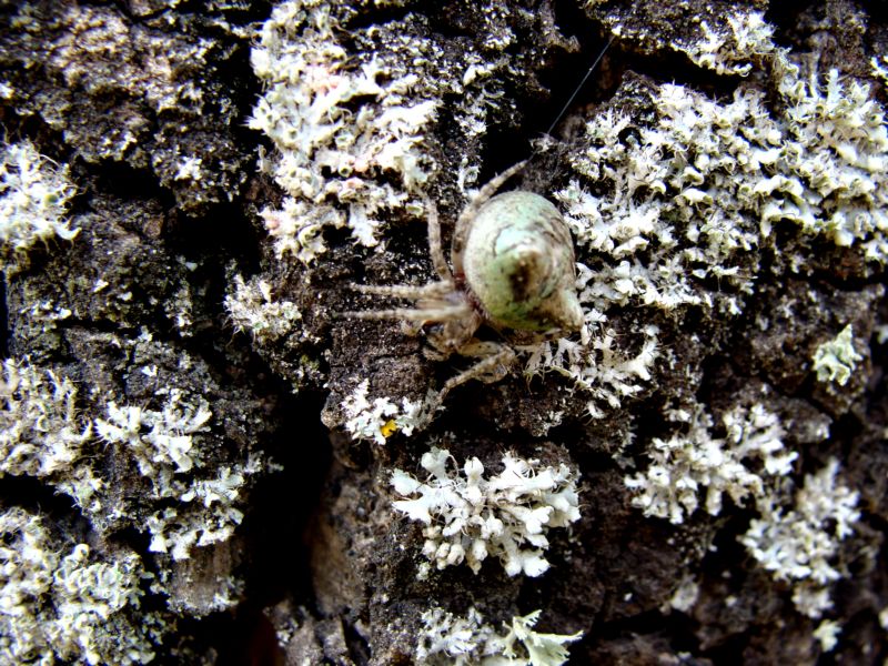 Gibbaranea gibbosa