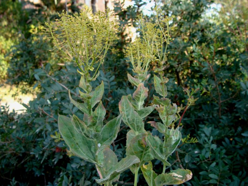 bupleurum - no, Lepidium draba