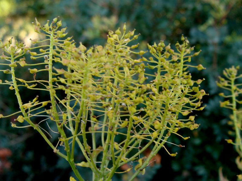 bupleurum - no, Lepidium draba