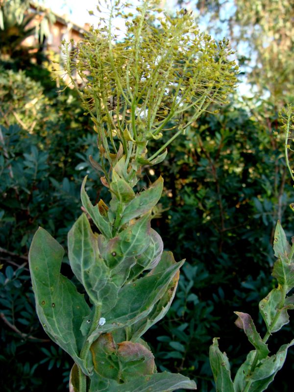 bupleurum - no, Lepidium draba