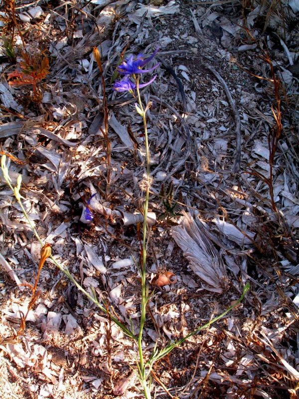 Delphinium halteratum