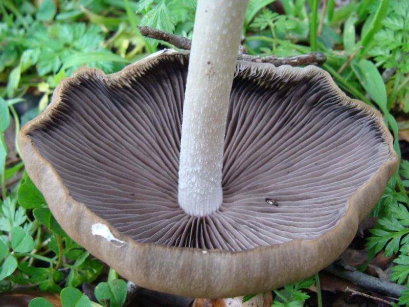 Aiuto per determinare....