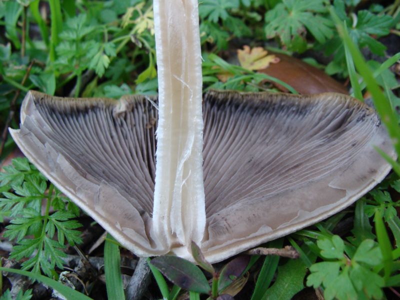 Aiuto per determinare....