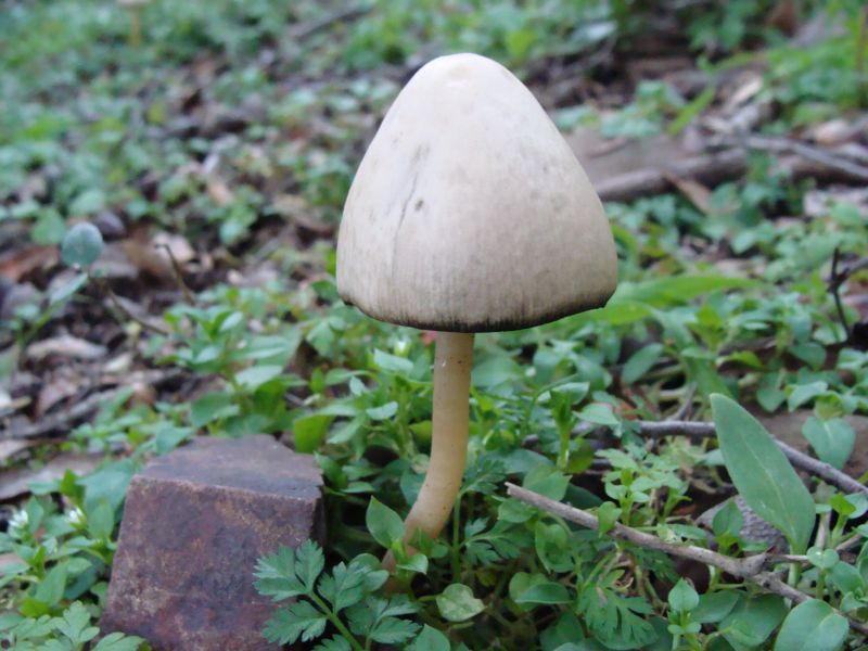 Aiuto per determinare....