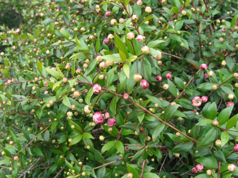Mirto  con fiori rossicci - Myrtus communis