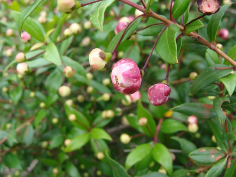 Mirto  con fiori rossicci - Myrtus communis