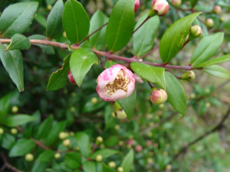 Mirto  con fiori rossicci - Myrtus communis
