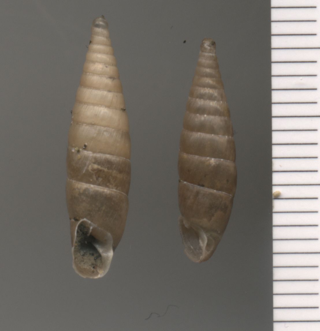Clausiliidae1