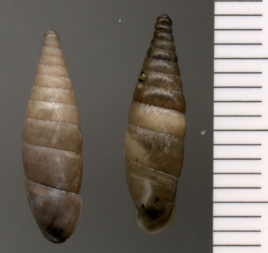Clausiliidae2