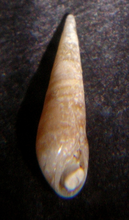 Eulima glabra?