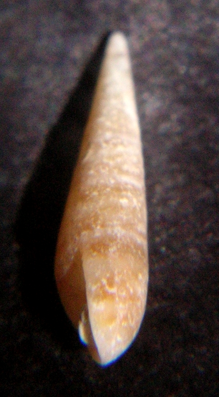 Eulima glabra?