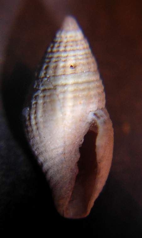 Conidae?