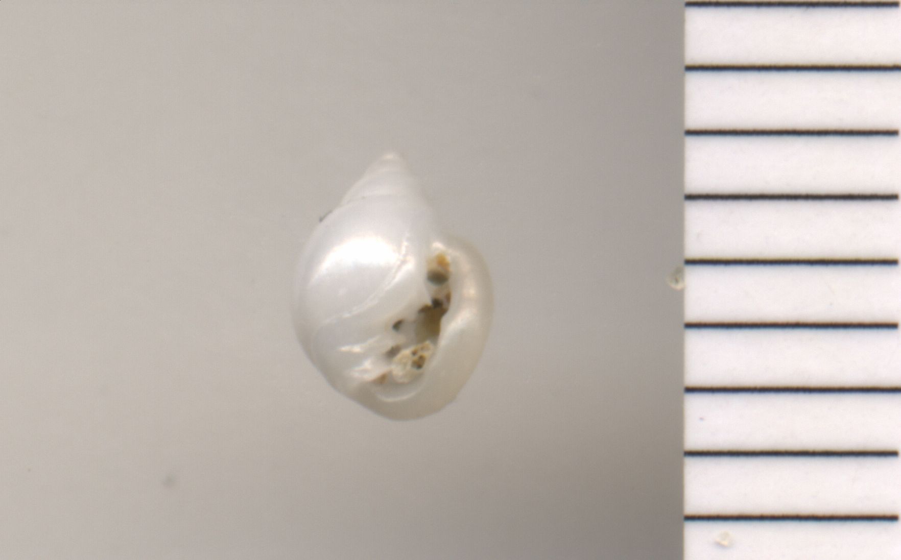 Ringicula conformis